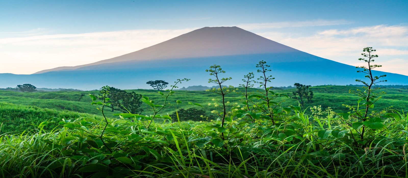 夏の緑と富士山の写真