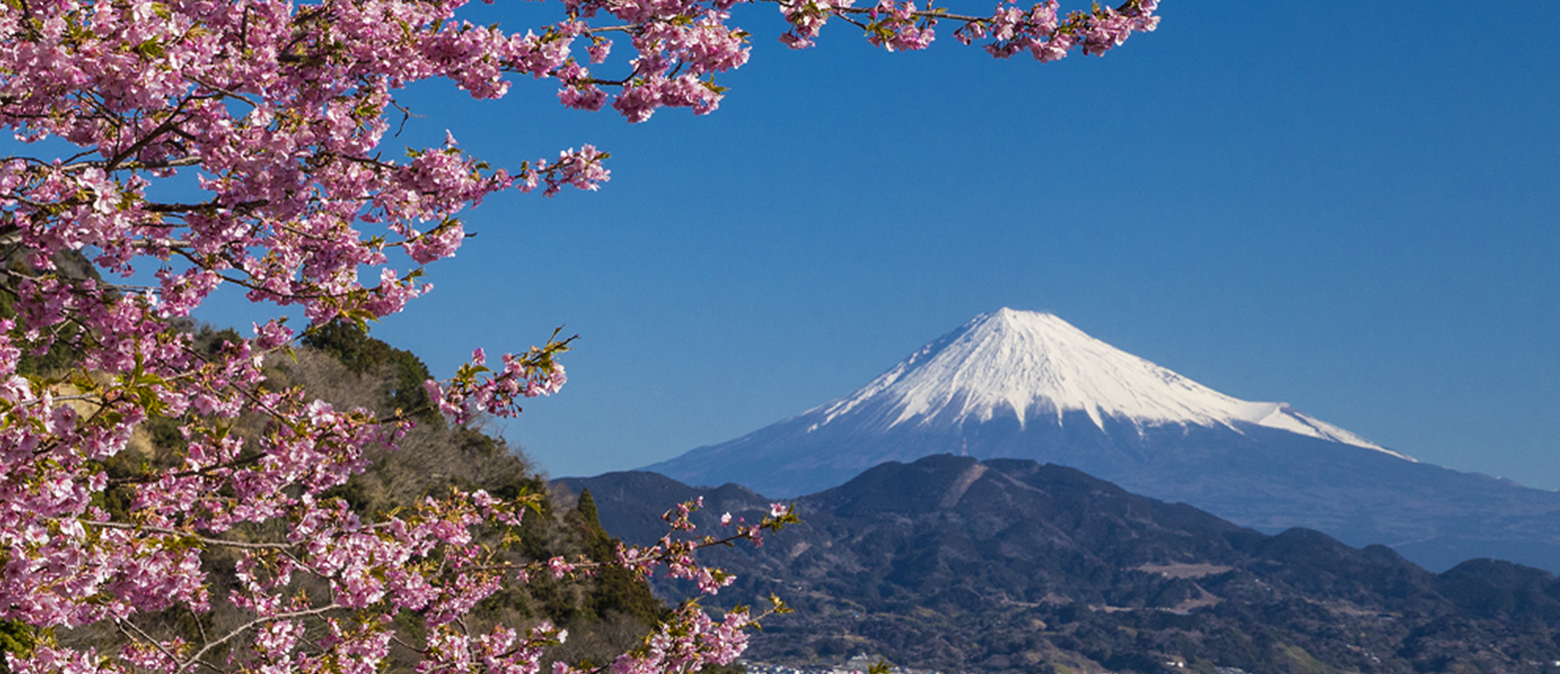 静岡市から見た桜と富士山の写真