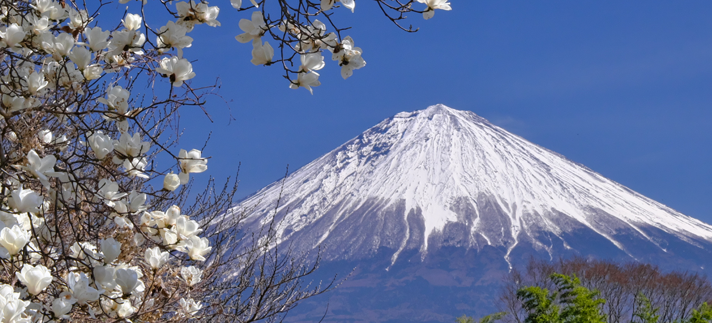 ハクモクレンと富士山の写真
