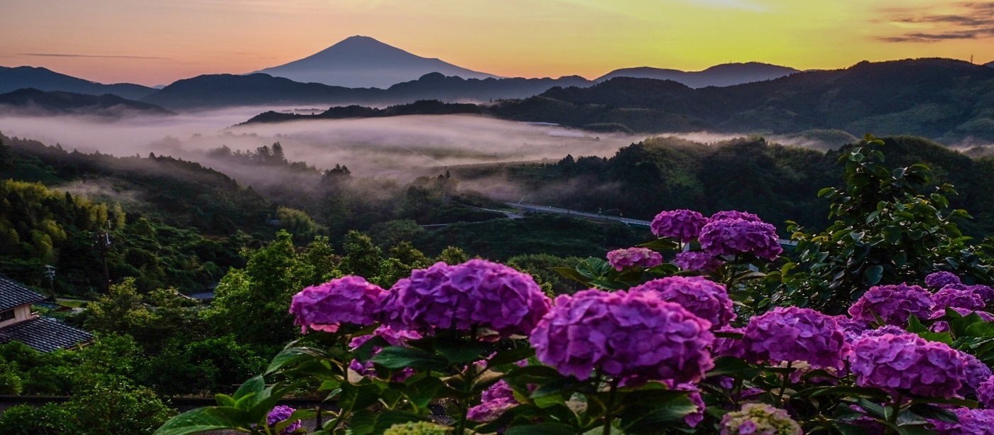 紫陽花と富士山の写真