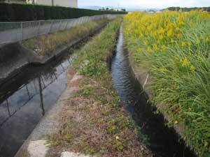 写真：現在の水路状況2 左側:嶺田用水　右側:平田用水