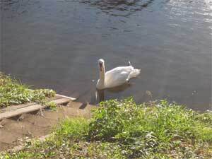 写真：池に棲む白鳥