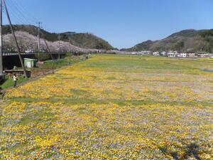 写真：稲刈り後の水田を利用した花畑