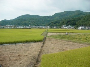 写真：水田の状況