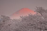 写真：入選1富士山と桜