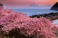 写真：入選2富士山と桜