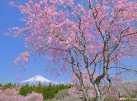 写真：入選4富士山と桜