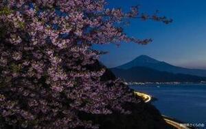 写真：準特選1富士山と桜