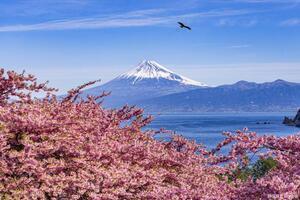 写真：準特選2富士山と桜
