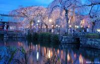 写真：入選3桜の風景