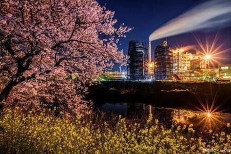 写真：特選桜の風景