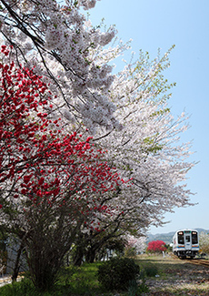 写真：平成23年度静岡県内の桜部門入選5