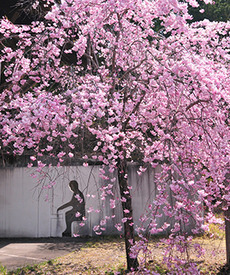 写真：平成23年度静岡県内の桜部門入選7