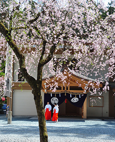 写真：平成23年度静岡県内の桜部門入選8