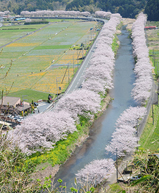 写真：平成23年度静岡県内の桜部門入選10