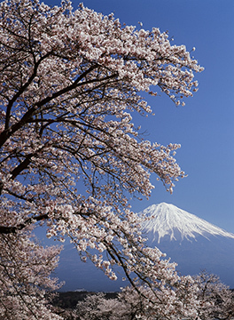 写真：平成23年度富士山と桜部門特選