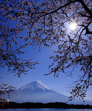 写真：平成23年度富士山と桜部門準特選1