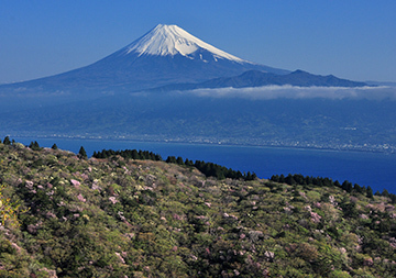 写真：平成23年度富士山と桜部門準特選2