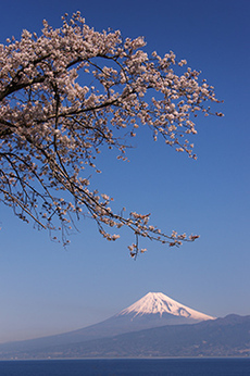 写真：平成23年度富士山と桜部門入選1