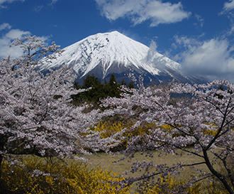 写真：平成23年度富士山と桜部門入選2