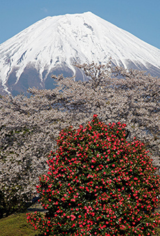 写真：平成23年度富士山と桜部門入選3