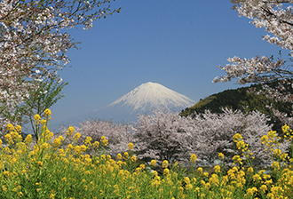 写真：平成23年度富士山と桜部門入選6