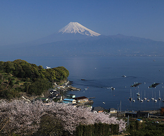 写真：平成23年度富士山と桜部門入選8