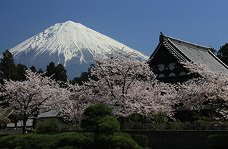 写真：平成23年度富士山と桜部門入選10