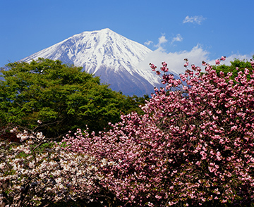 写真：平成21年度富士山と桜部門特選