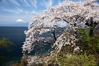 写真：平成21年度富士山と桜部門入選3