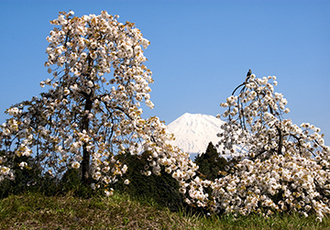 写真：平成21年度富士山と桜部門入選7