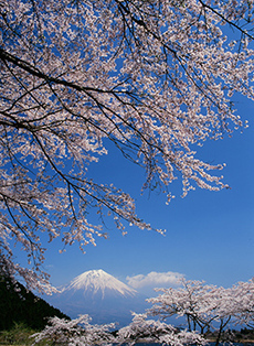 写真：平成21年度富士山と桜部門入選9