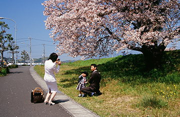 写真：平成21年度静岡県内の桜部門特選