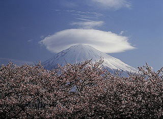 写真：富士山と桜景観部門特選