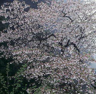 写真：静岡県内の桜部門特選