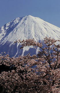 写真：富士山と桜景観部門準特選1