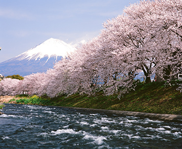 写真：平成21年度富士山と桜部門特選
