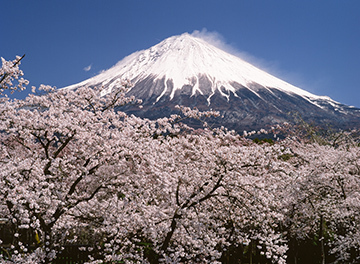 写真：平成21年度富士山と桜部門準特選1