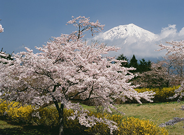 写真：平成21年度富士山と桜部門準特選2