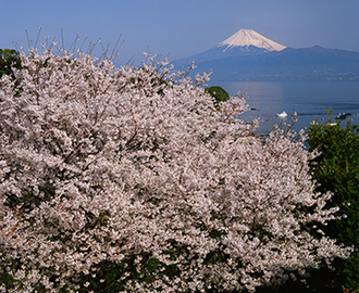 写真：平成21年度富士山と桜部門入選4