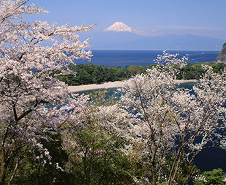 写真：平成21年度富士山と桜部門入選6