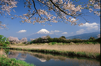写真：平成21年度富士山と桜部門入選9