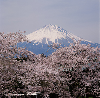 写真：平成21年度富士山と桜部門入選10