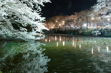 写真：平成21年度静岡県内の桜部門特選