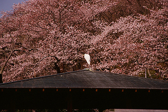 写真：平成24年度静岡県内の桜部門入選4
