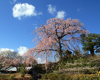 写真：平成24年度静岡県内の桜部門入選10