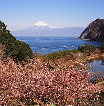 写真：平成24年度富士山と桜部門特選