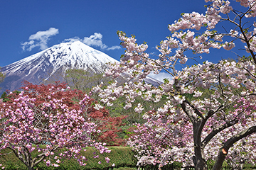 写真：平成24年度富士山と桜部門準特選1