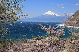 写真：平成24年度富士山と桜部門入選2