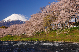 写真：平成24年度富士山と桜部門入選4